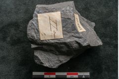 Foto (Detailansicht) von Asplenium hochstetteri Unger (NHMW-GEO-2024-0188-10301)